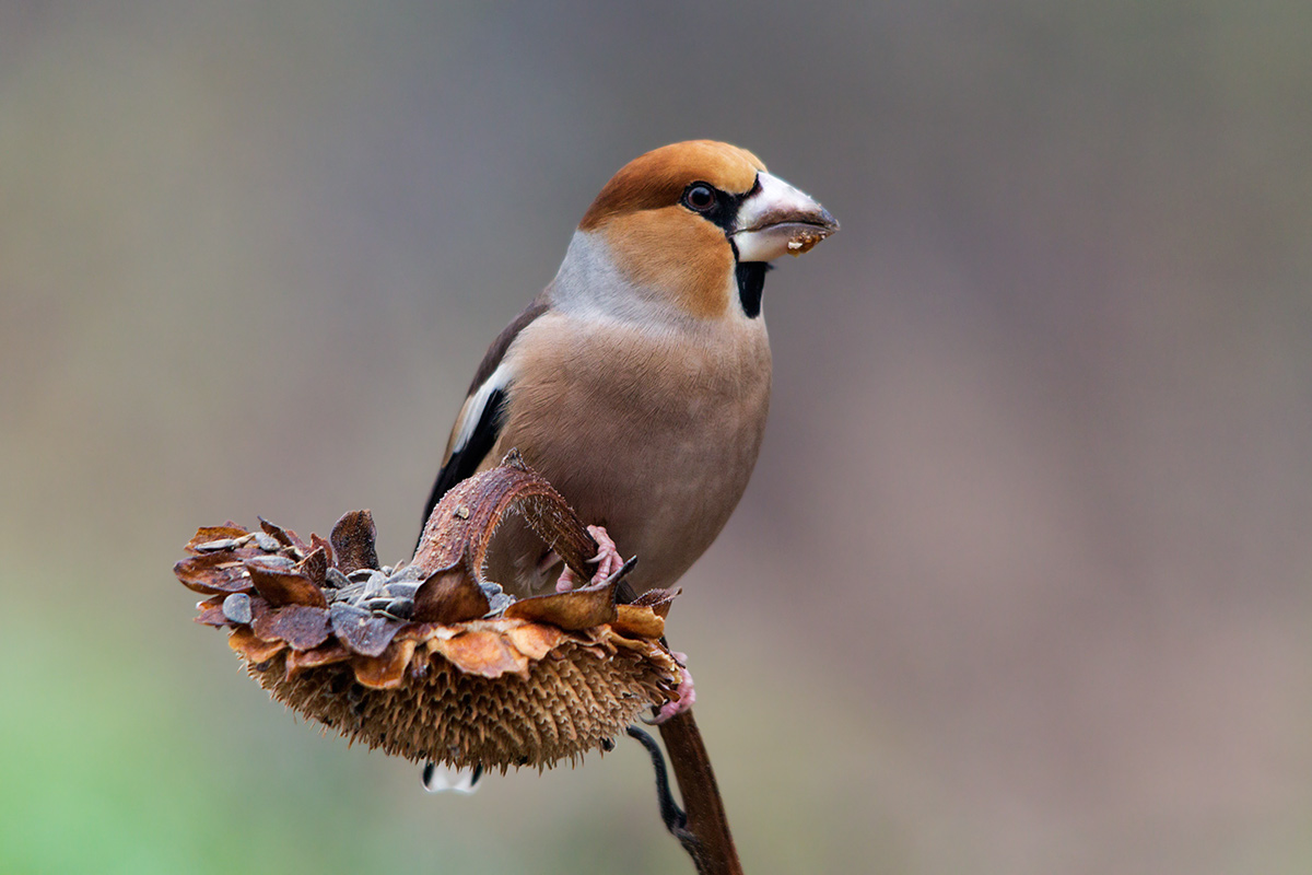 Hawfinch