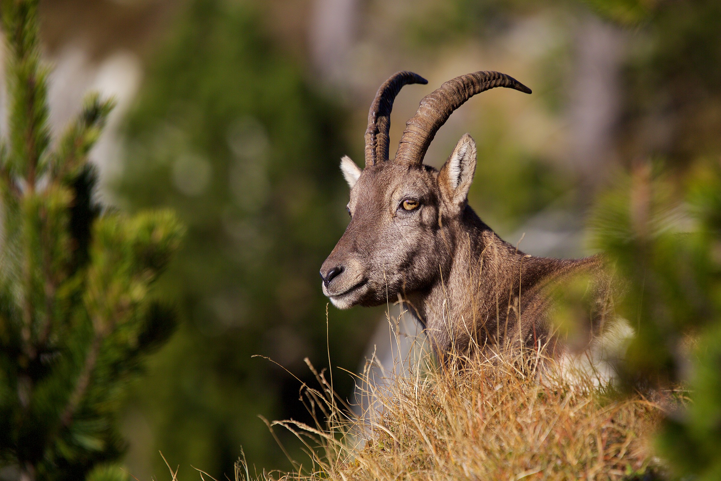 Ibex