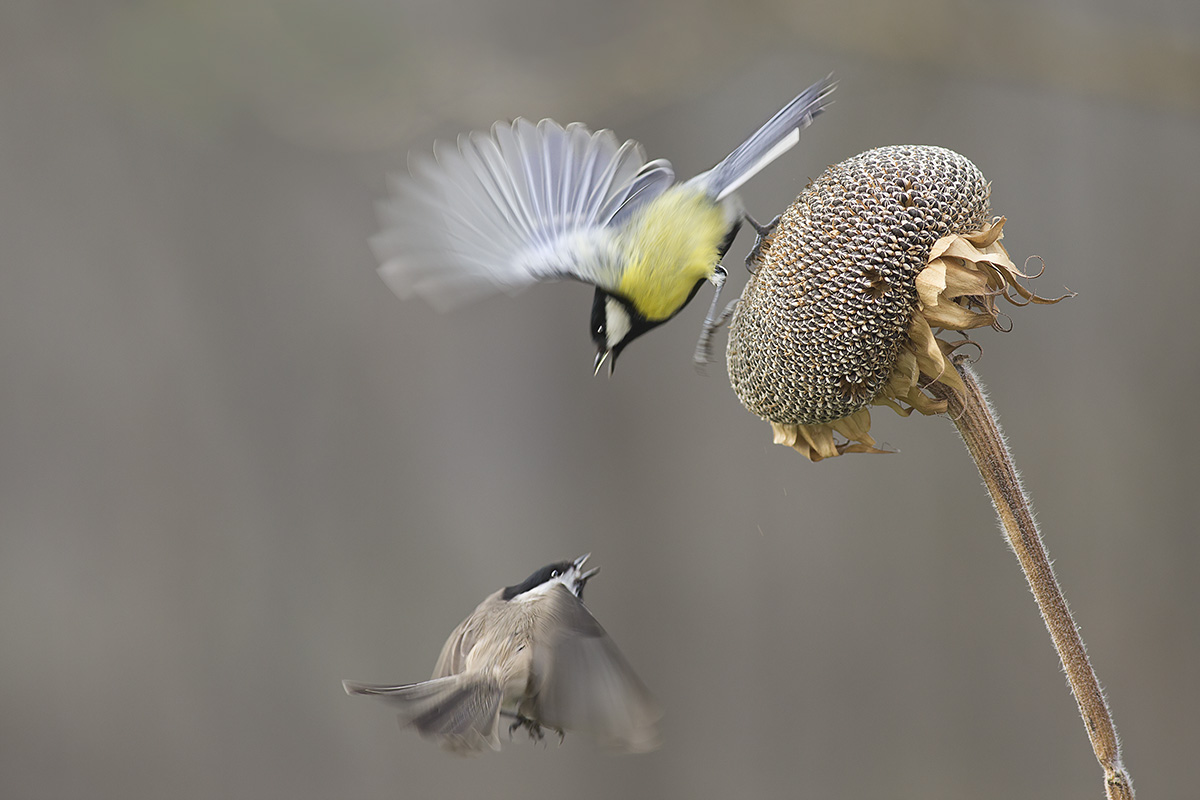 la battaglia del girasole