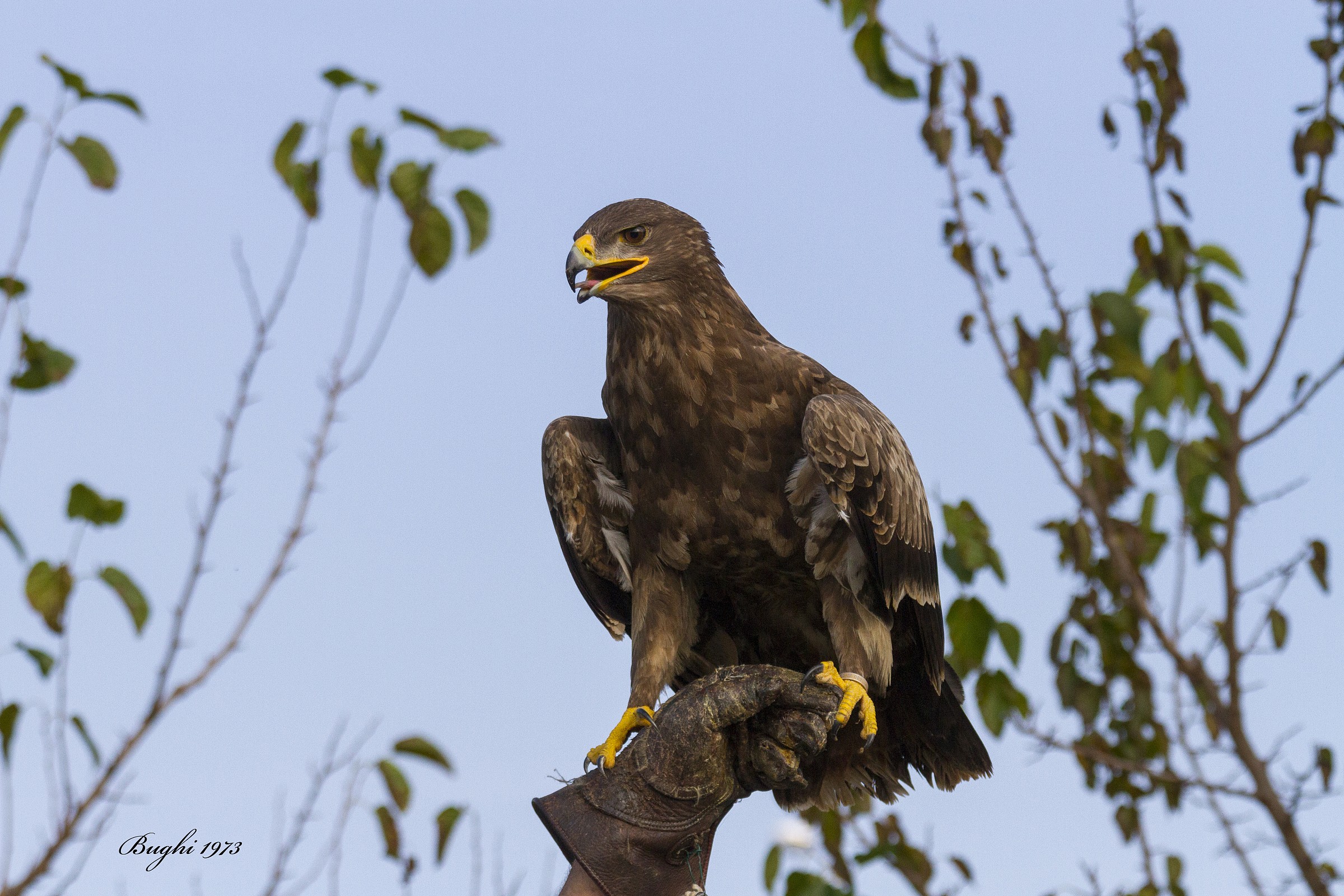 Steppe eagle