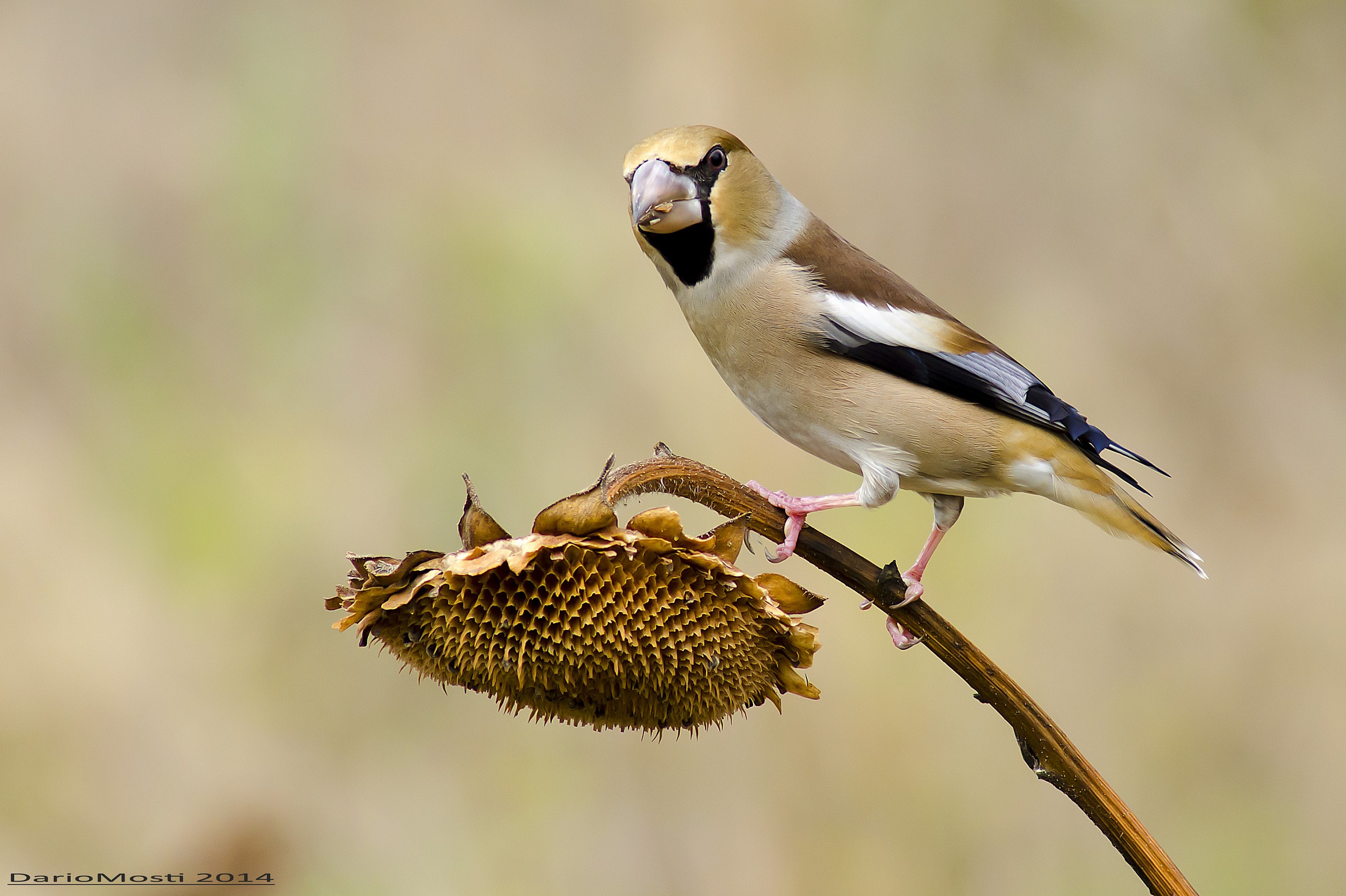 Hawfinch
