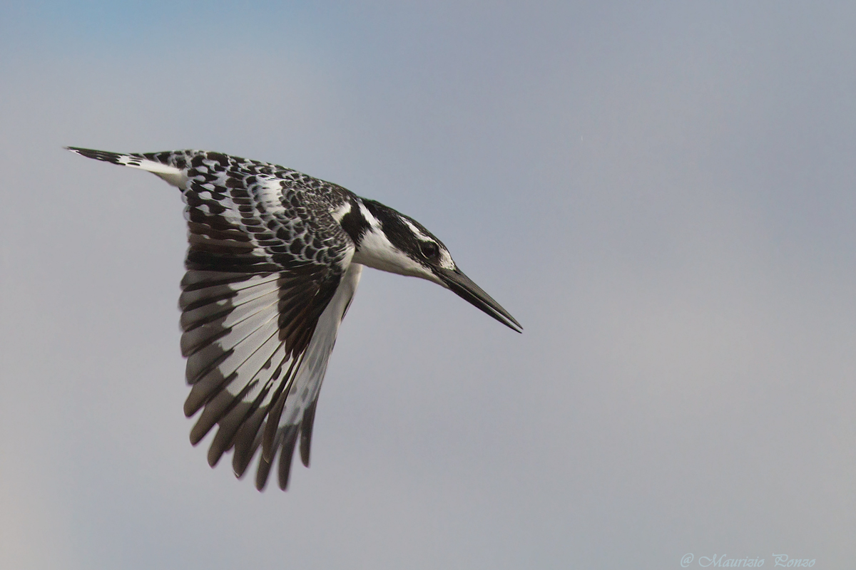 Kingfisher Black and White