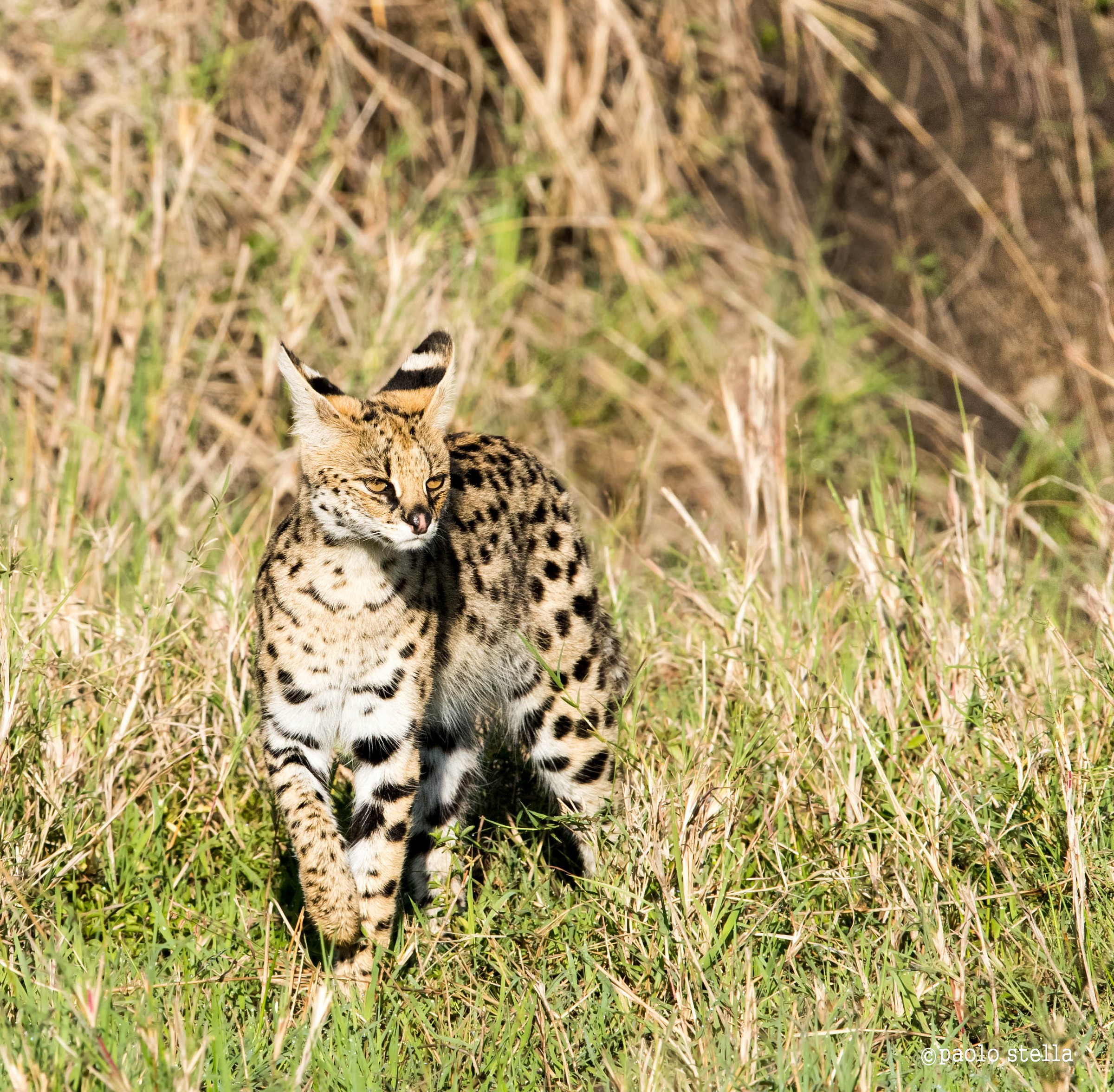 Serval - 6