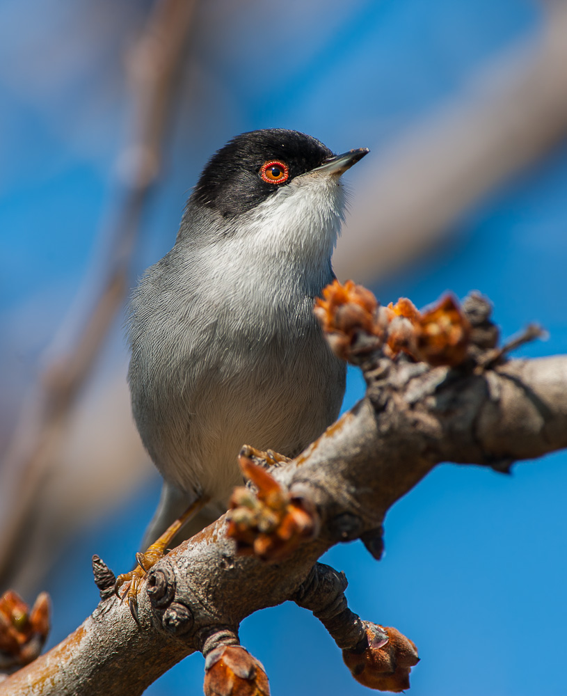 Occhiocotto infrattato II