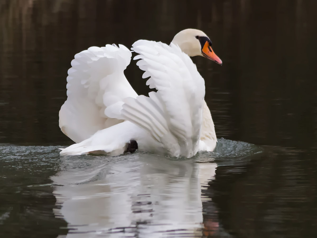 Location Casale sul Sile