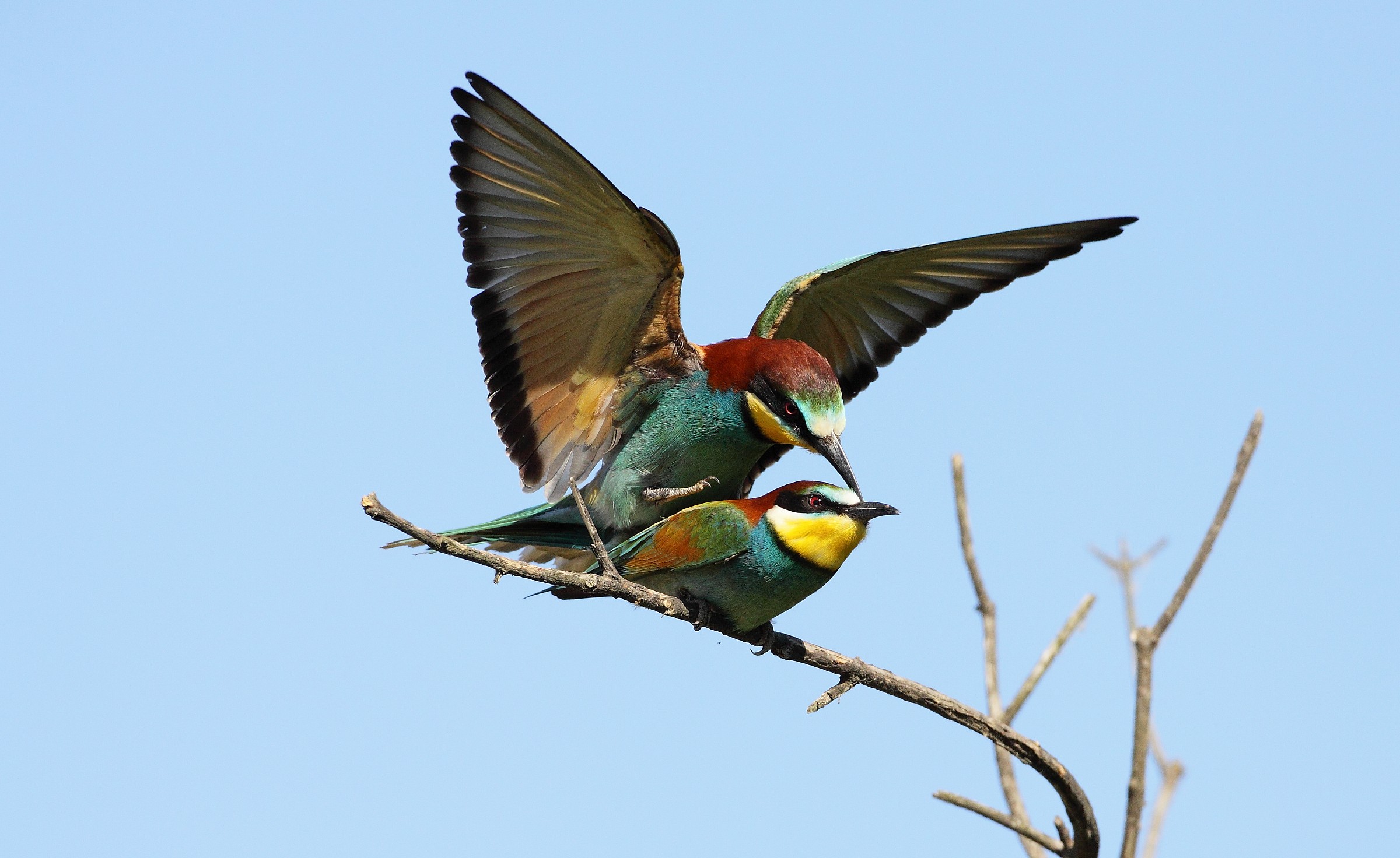 accopiamento bee-eaters