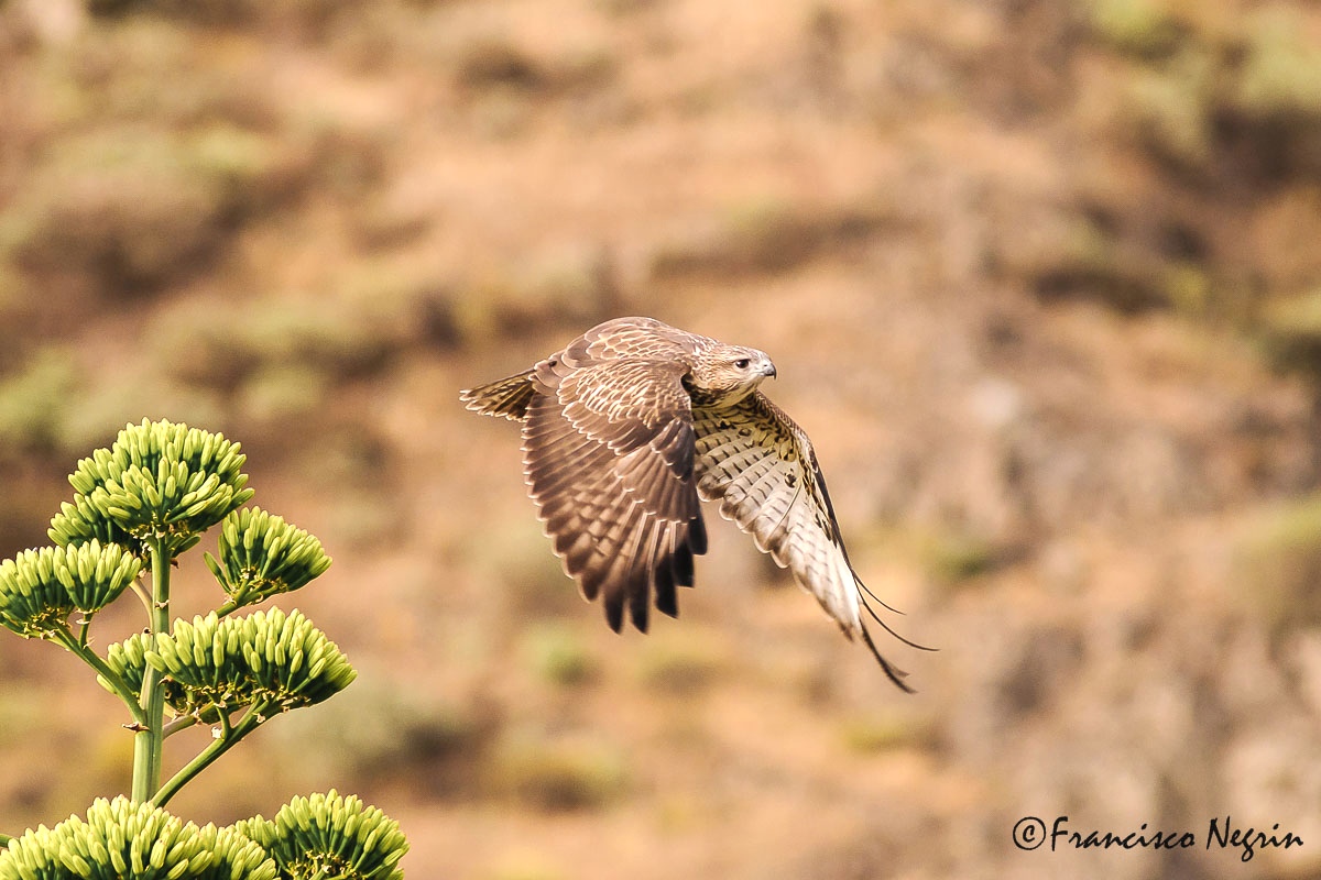 Canary buzzard
