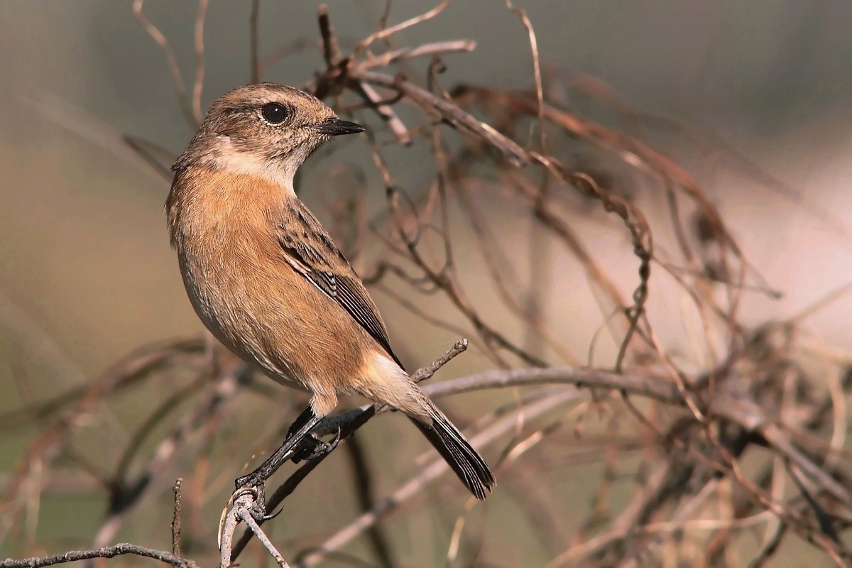 Femmina di saltimpalo