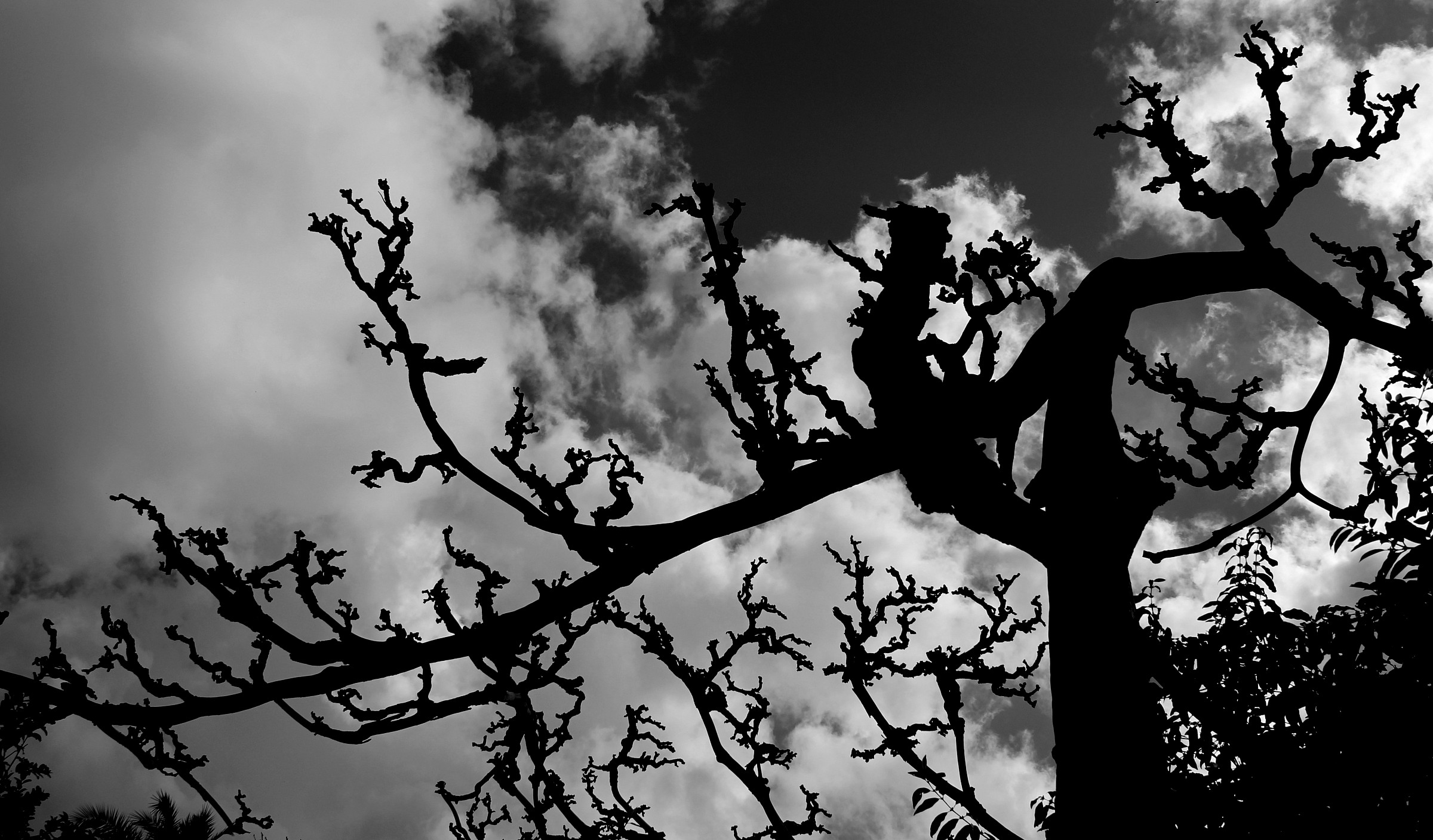 Floral sprays in the sky