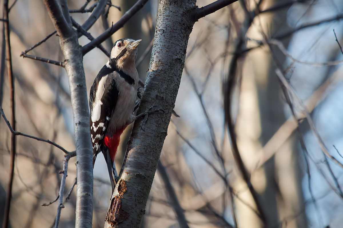 Picchio Rosso Maggiore / Great Spotted Woodpecker