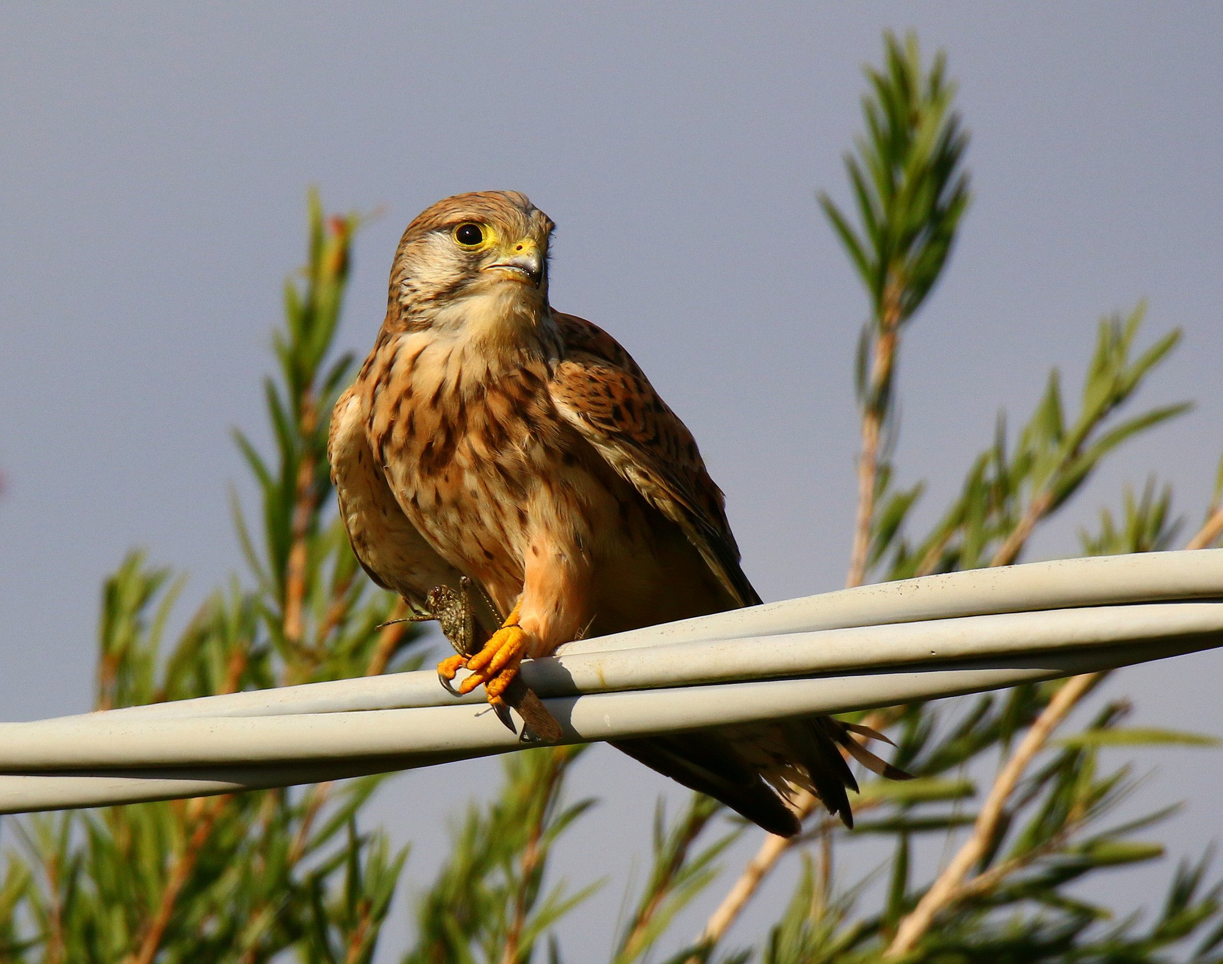 The Kestrel and the grasshopper