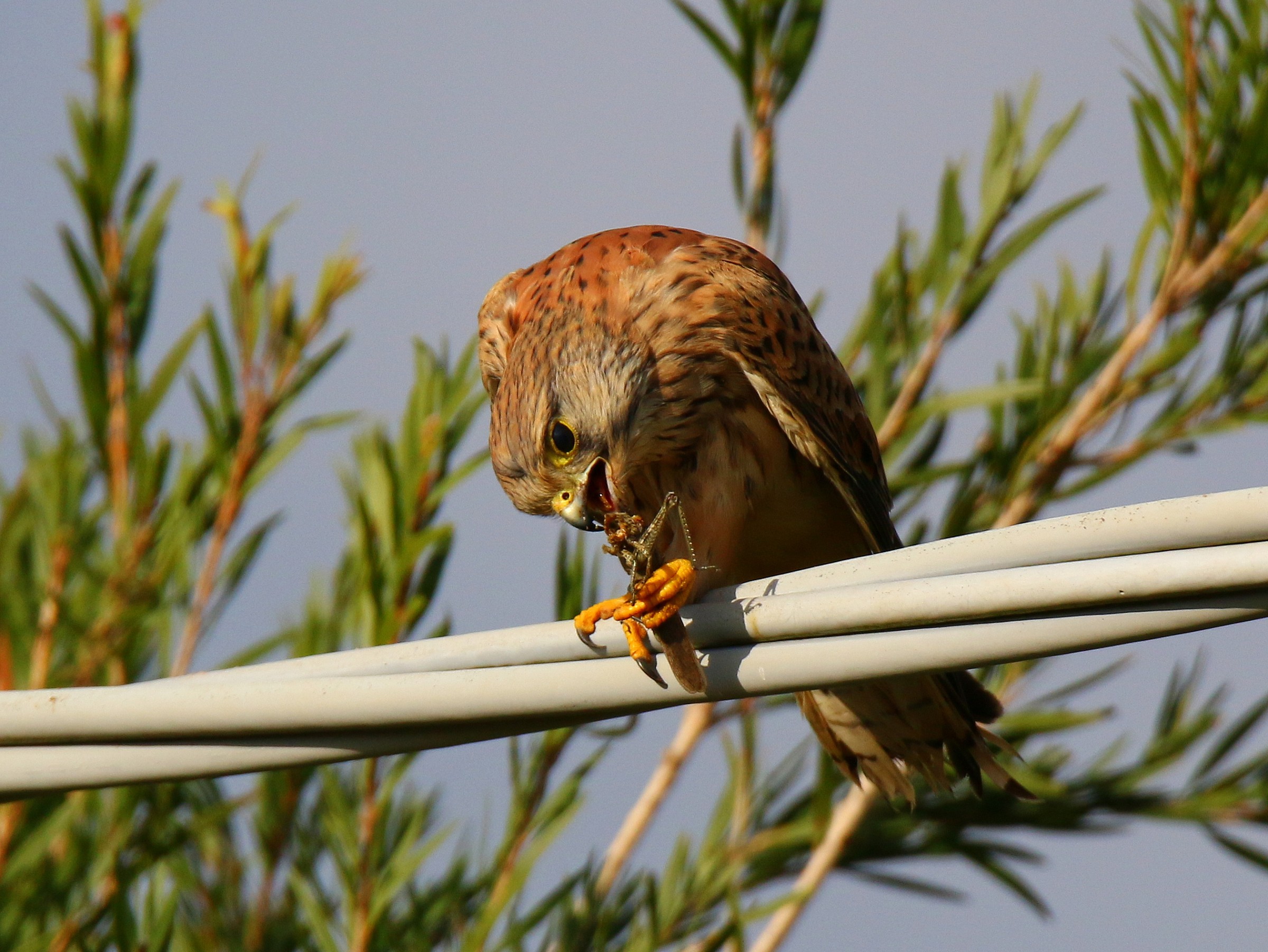 ...... Drooping 'head on the savage meal