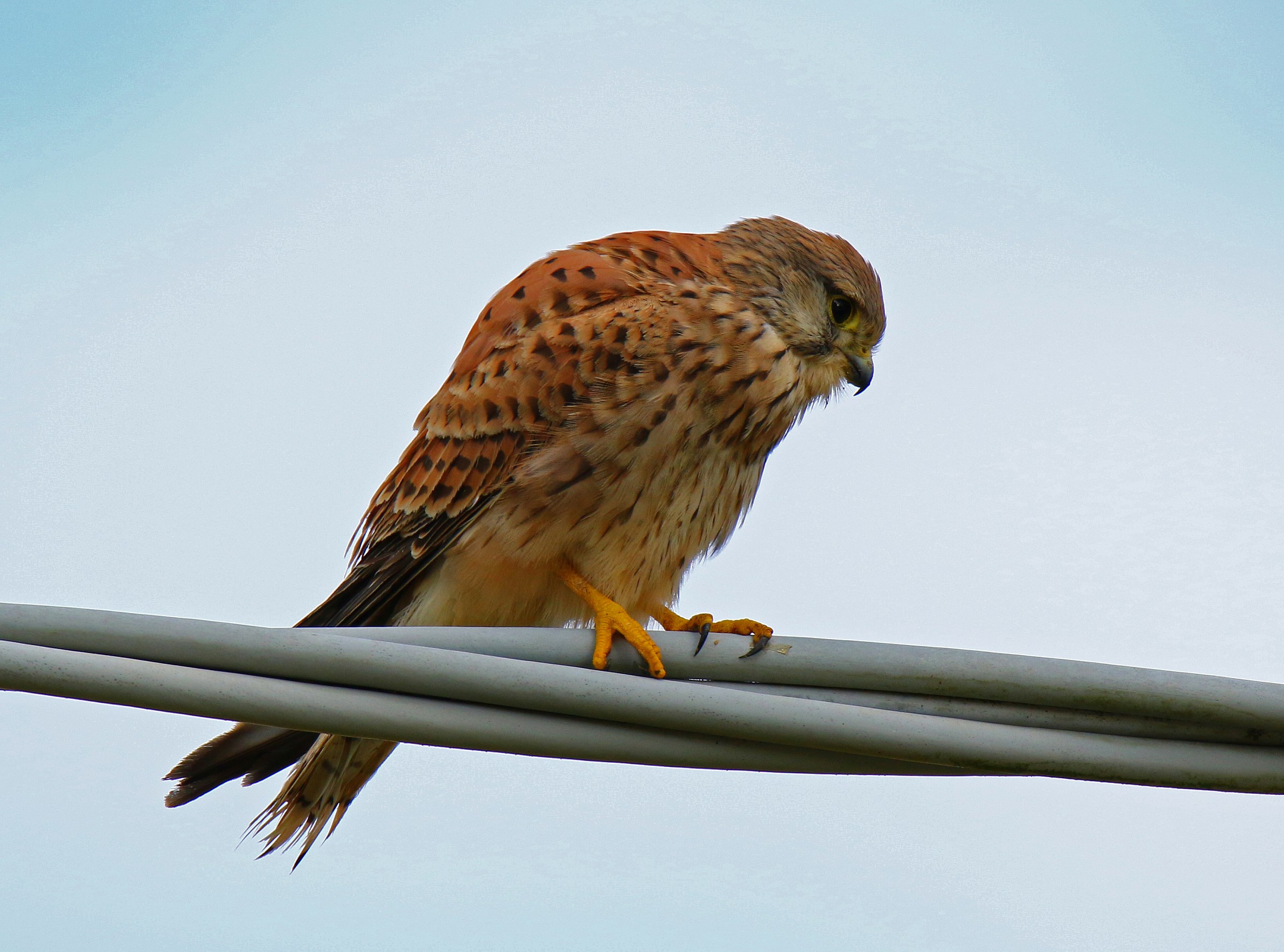 In search of yet prey