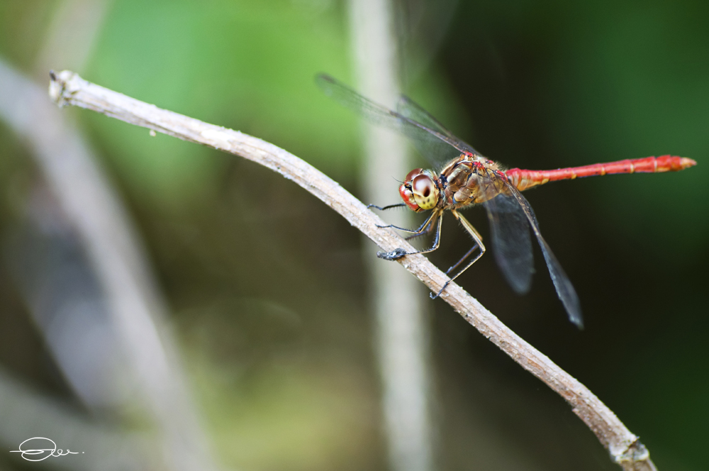 Libellula