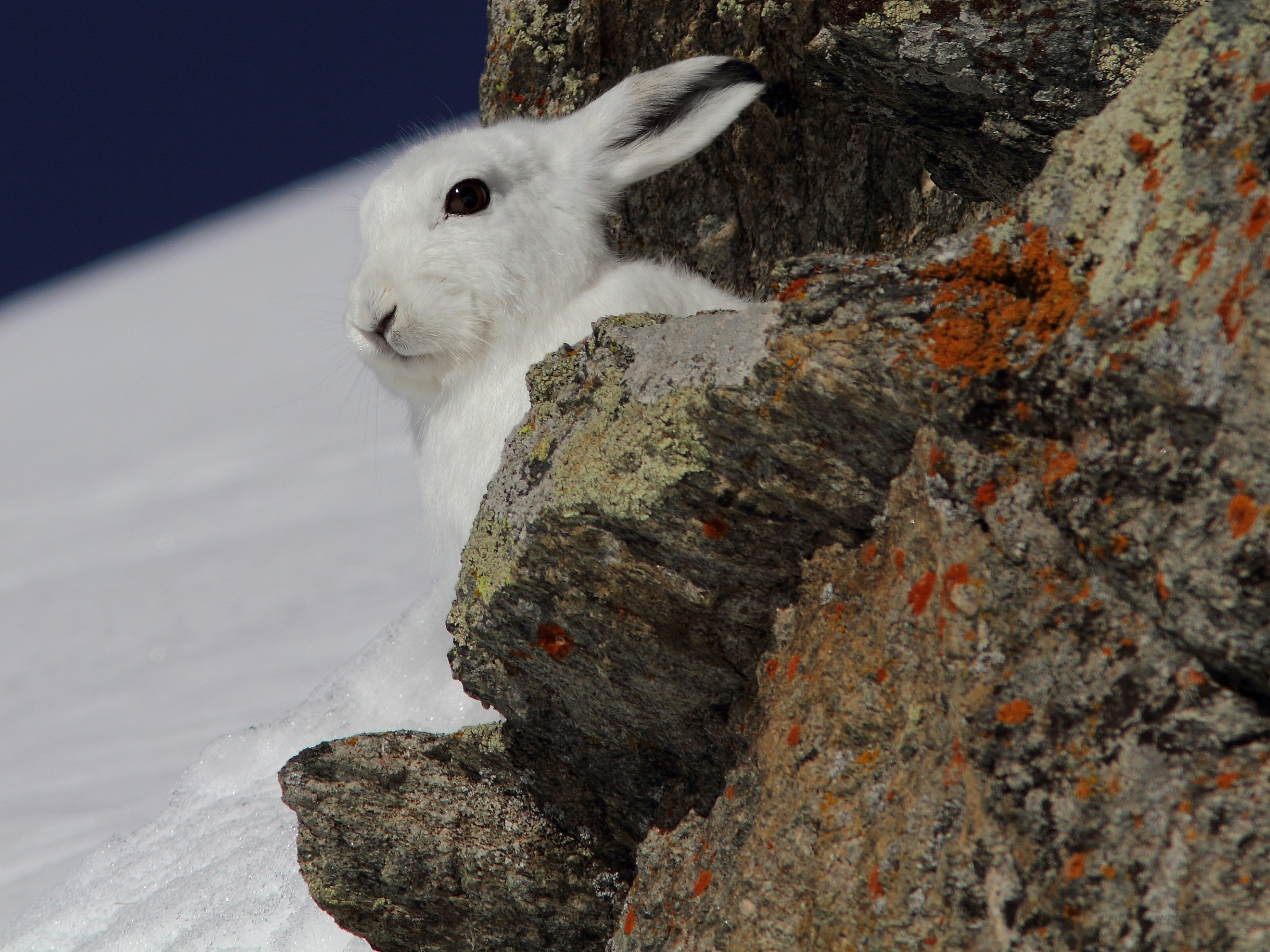 Ah! T'sià aribà!  (Ah! Sei arrivato! )