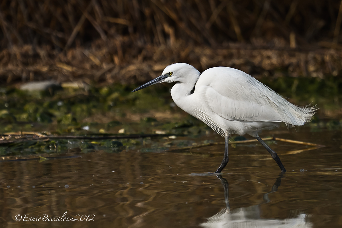 Little Egret Egretta