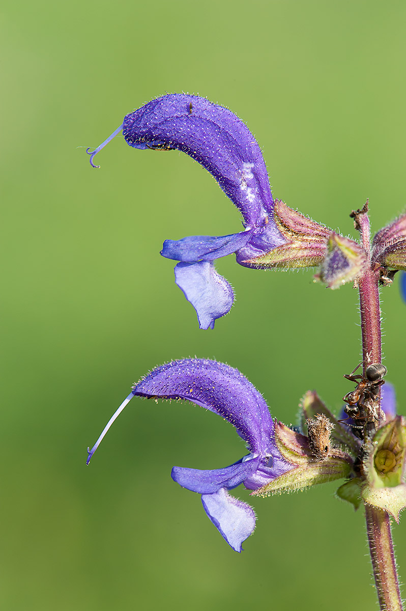 Salvia pratensis