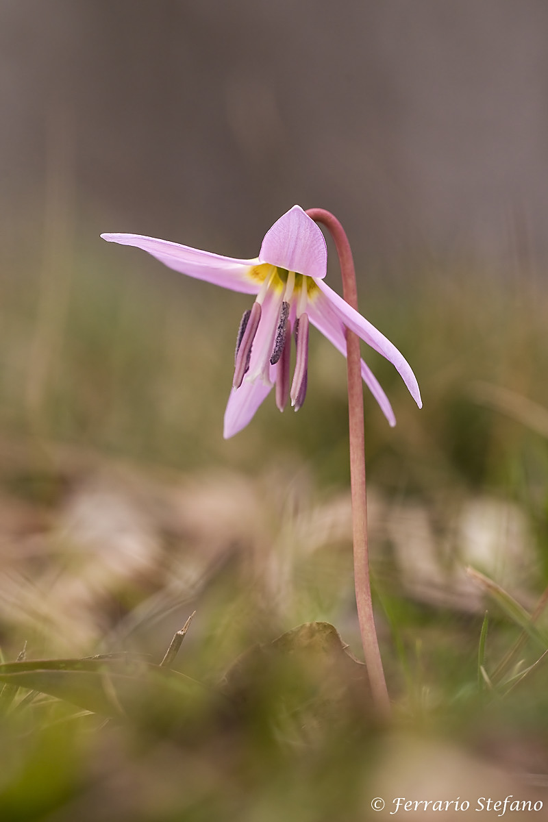 Dente di Cane Erythronium dens canis