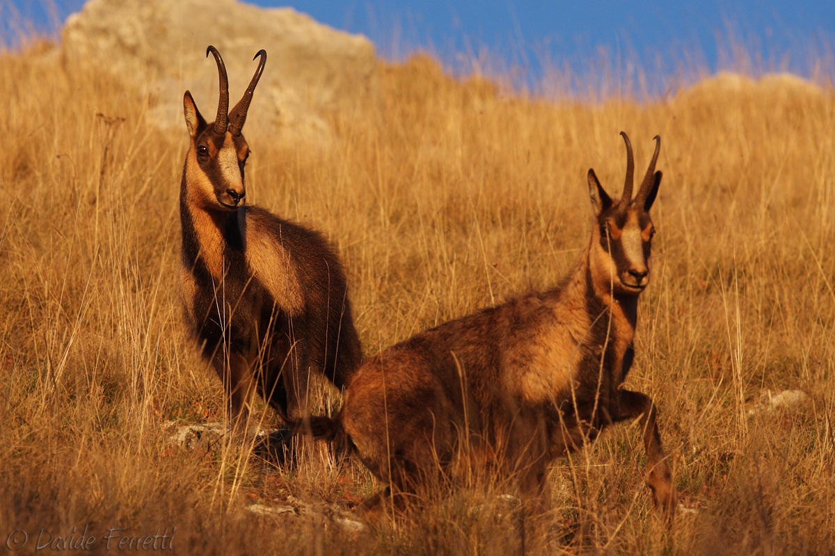 Il re della montagna