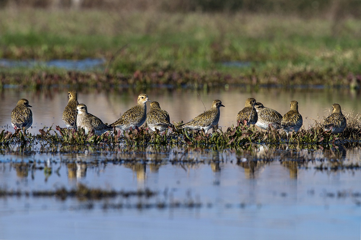 Golden plovers