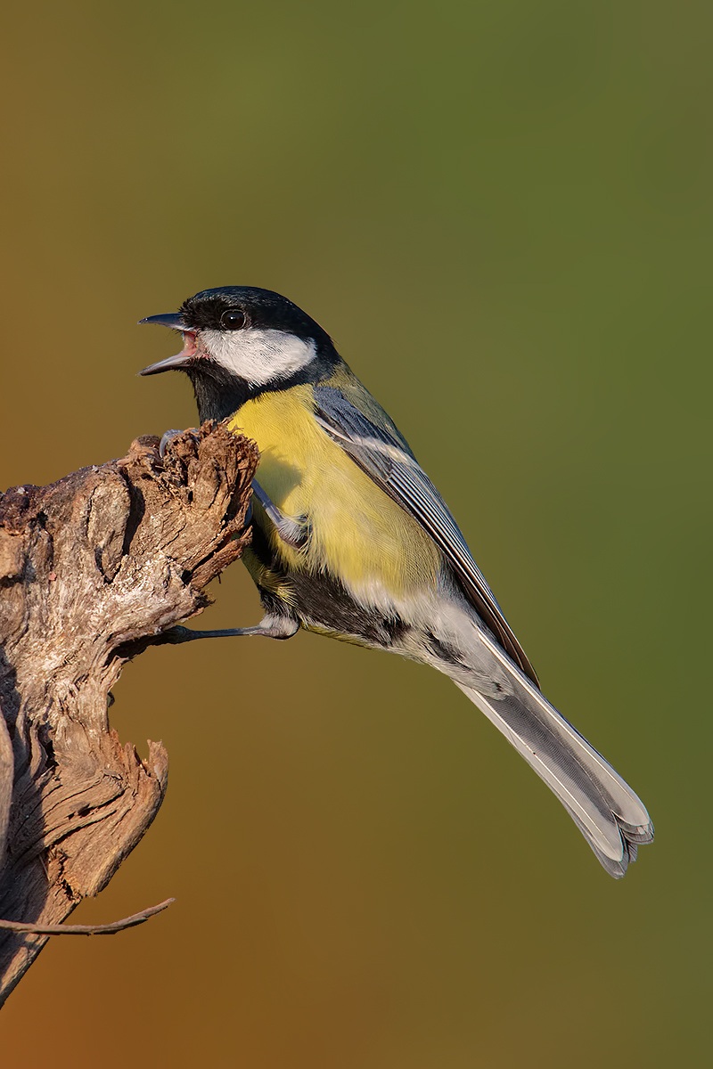 Child, lontanina .... Croppone .. !!!