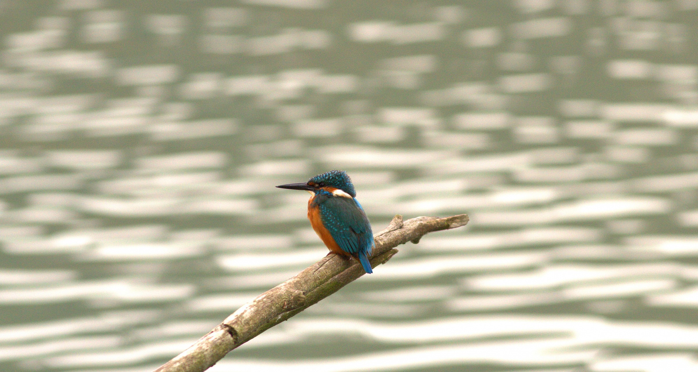Kingfisher