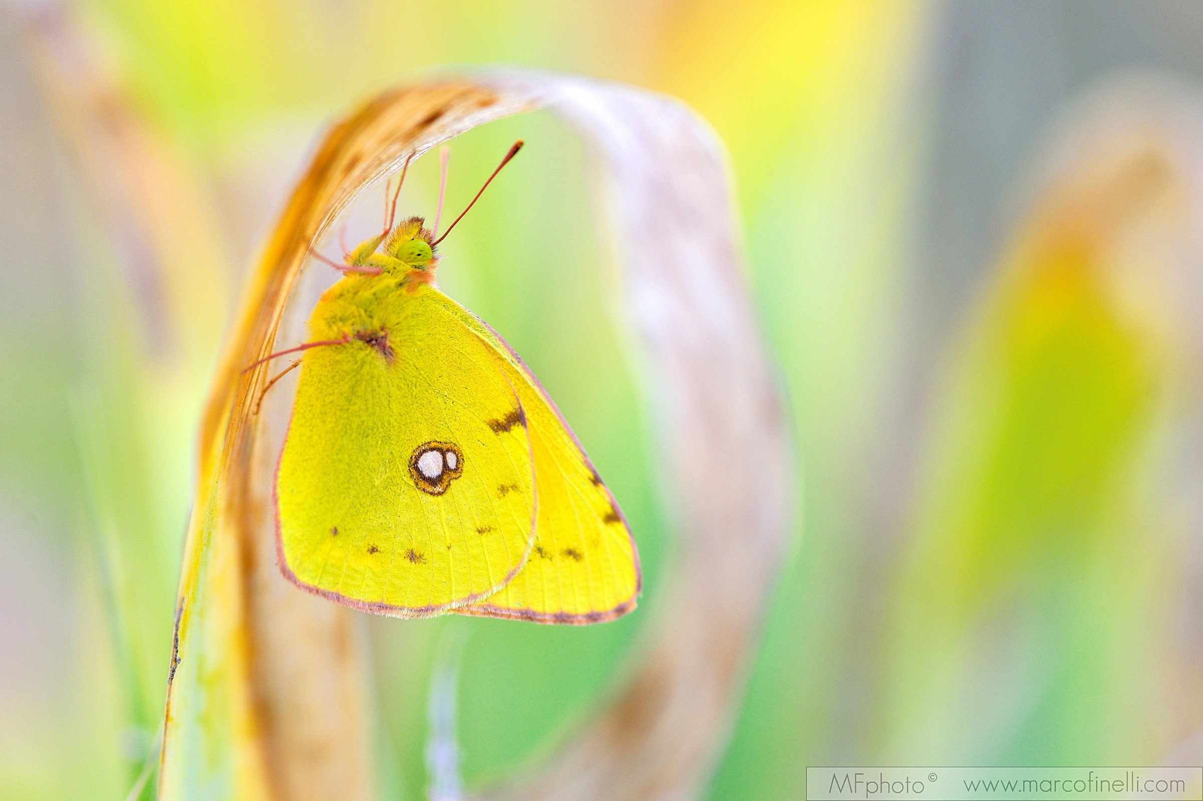 Colias crocea