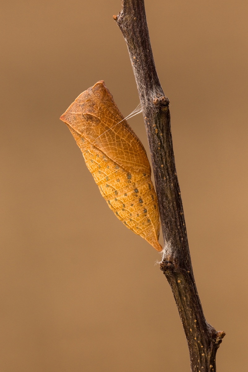 Chrysalis of wintering Podalirius ...