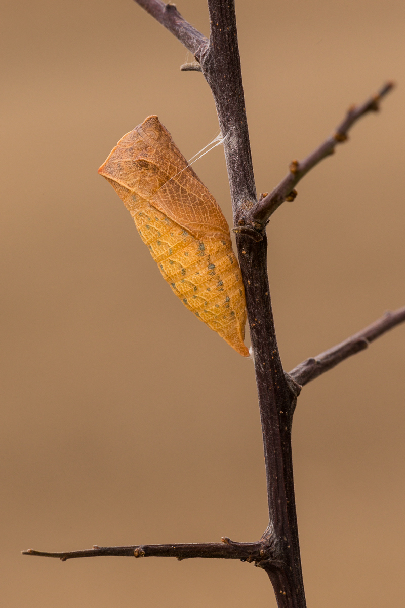 Chrysalis of wintering Podalirius ...