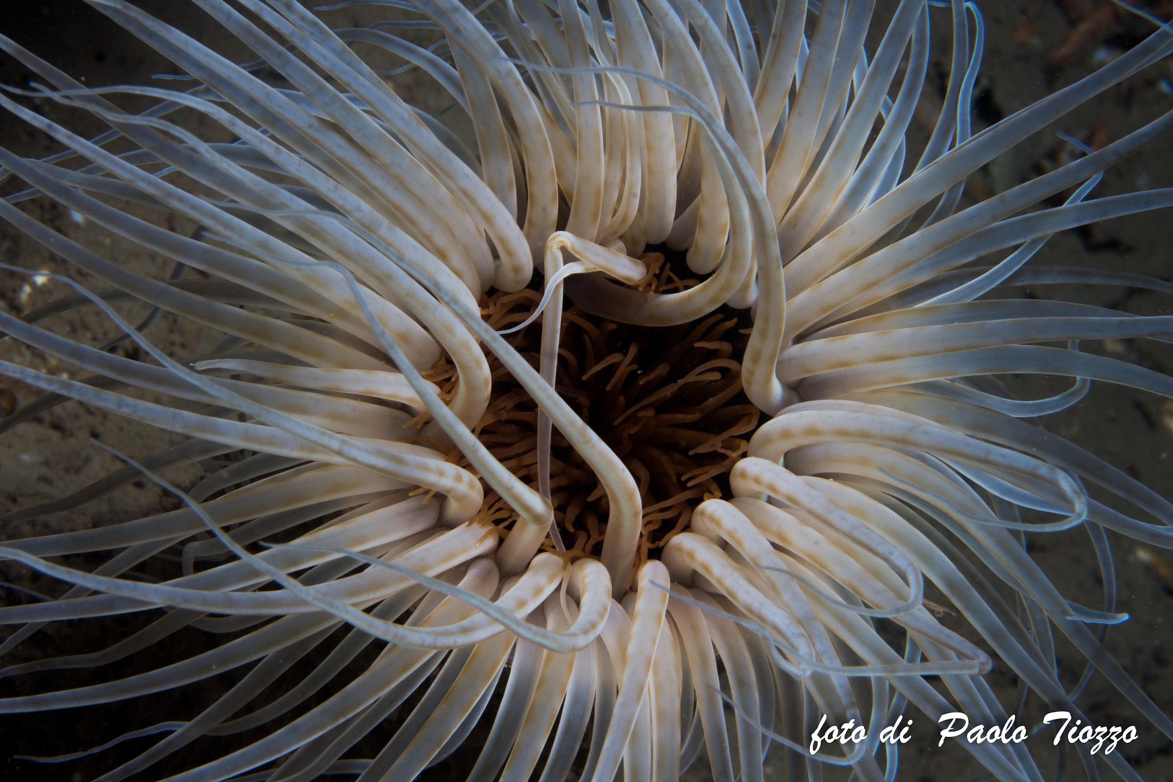 Cerianthus membranaceus