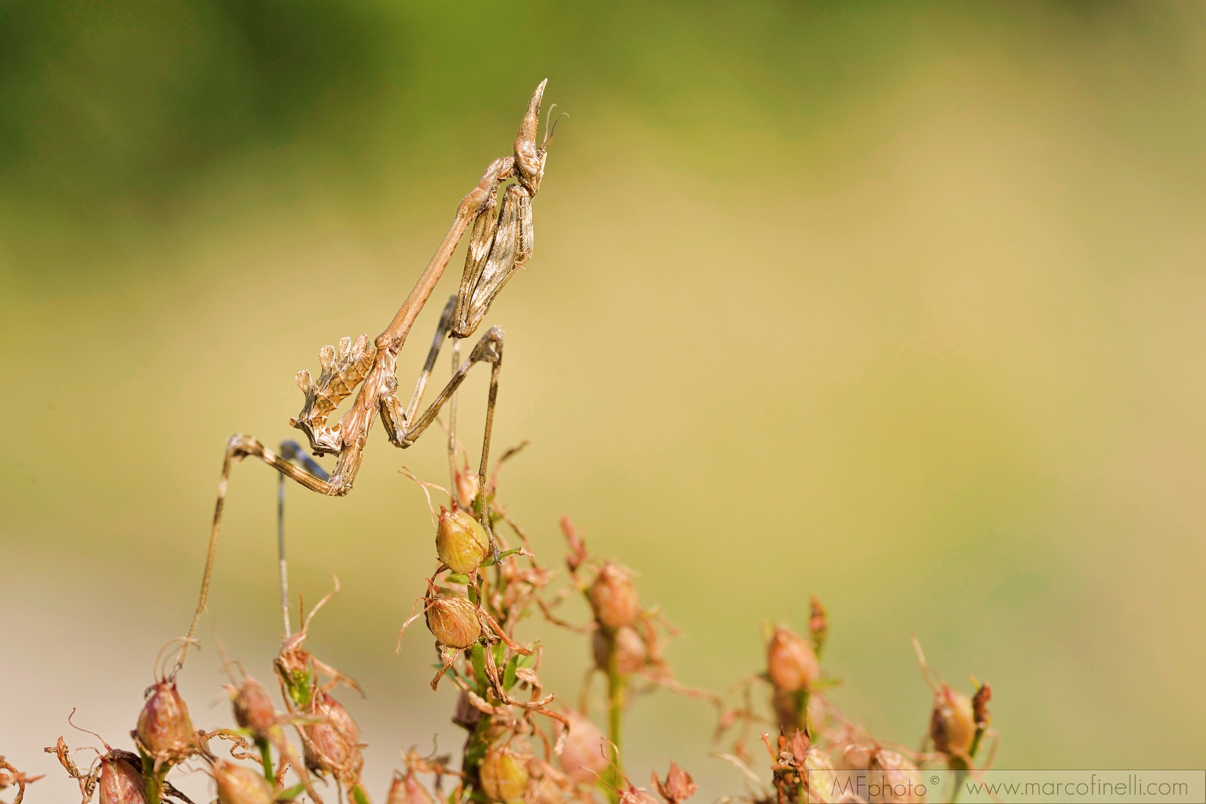 Empusa pennata
