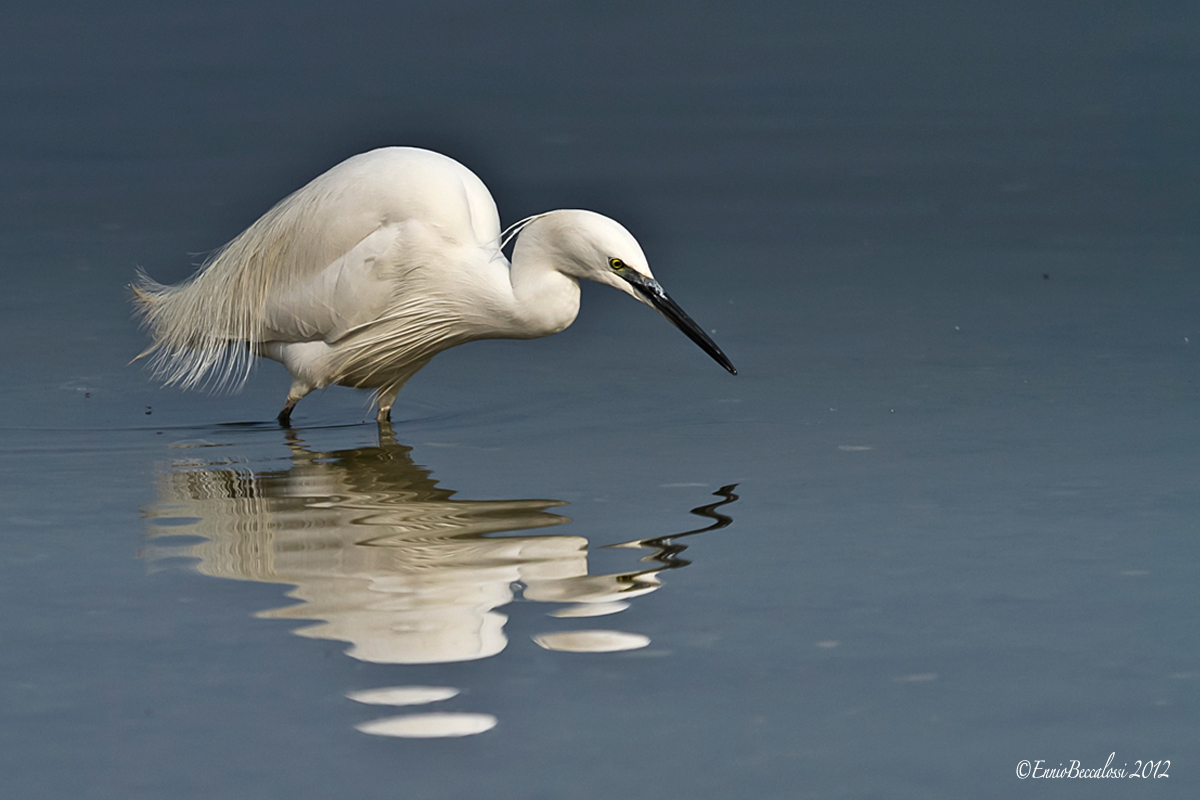 Little Egret Egretta