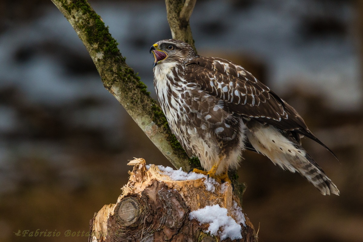 The cry of the buzzard