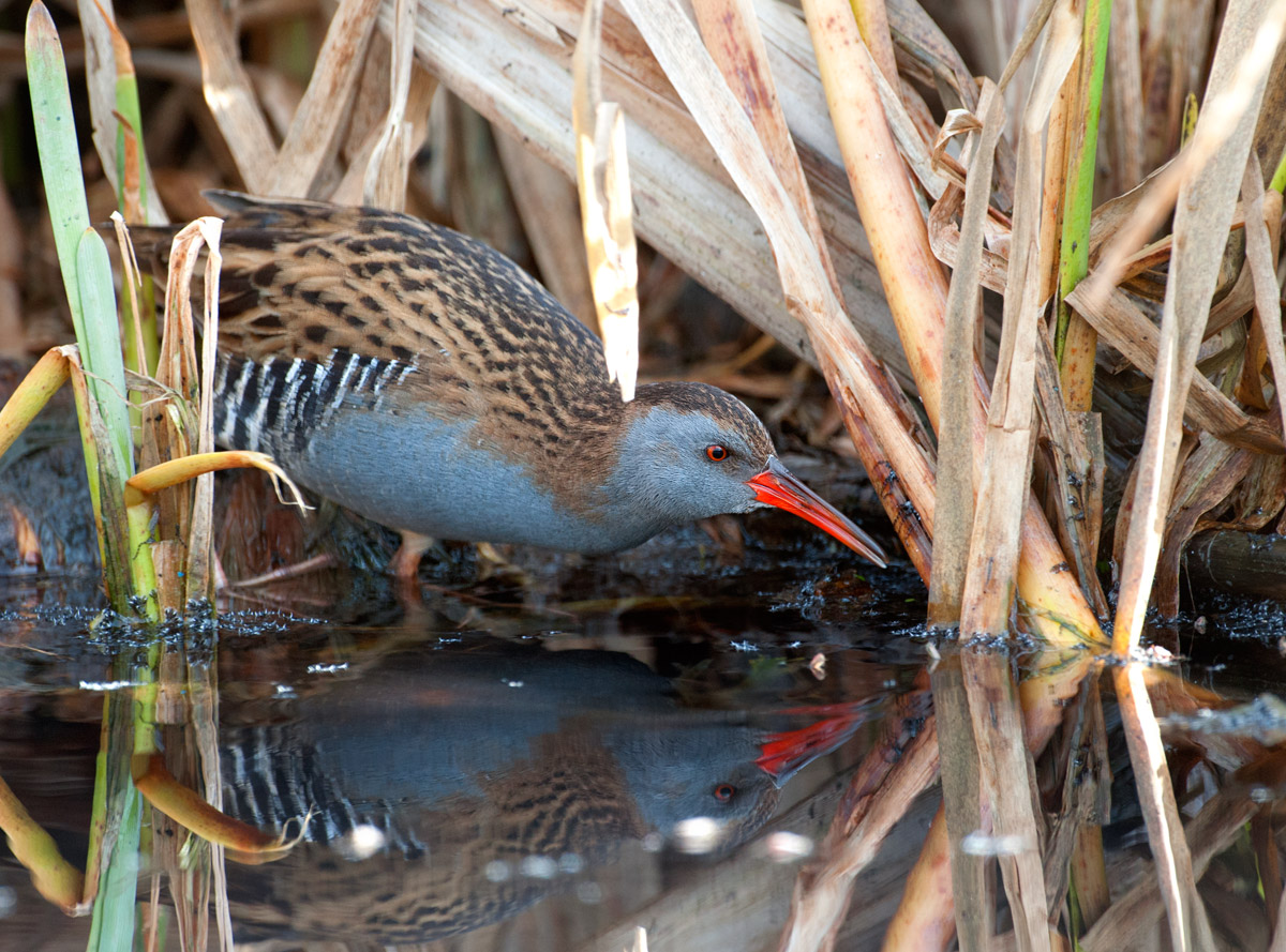 rallus aquaticus (Water Rail)