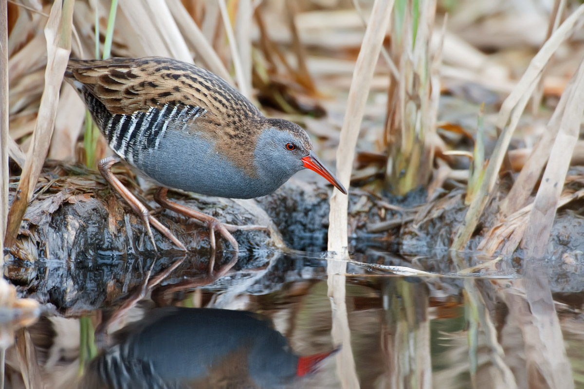 rallua aquaticus (Water Rail)