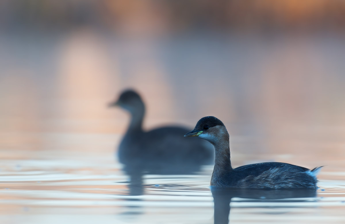 grebes dawn