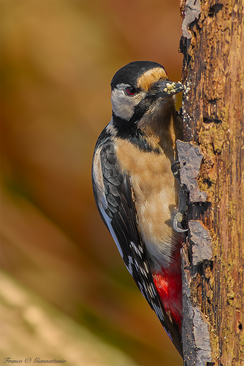 Picchiorosso Maggiore.