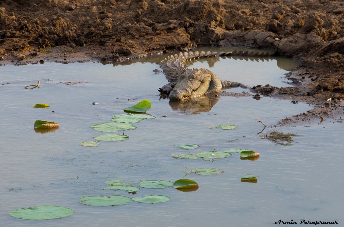 lovely croc