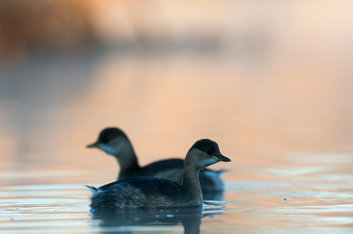 grebes