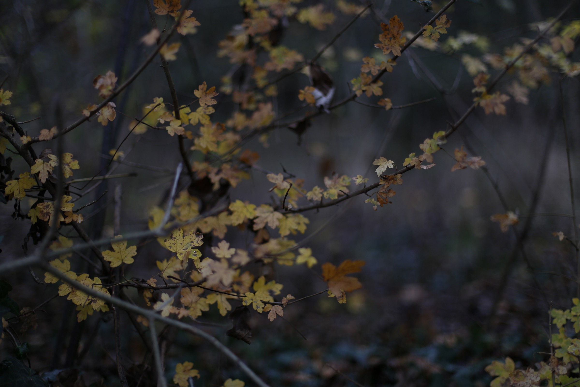 the arrival of winter