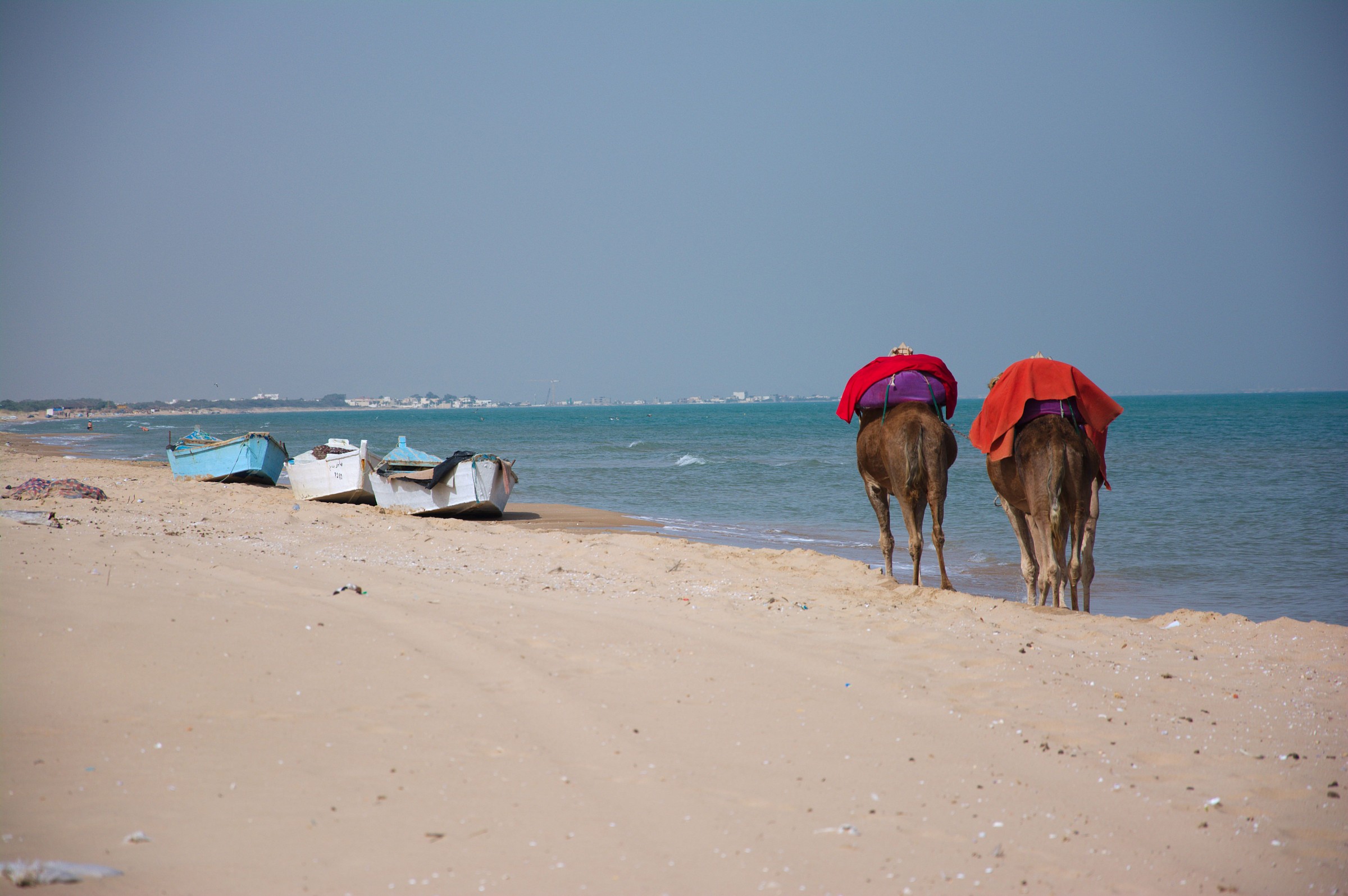 Camels on the beach