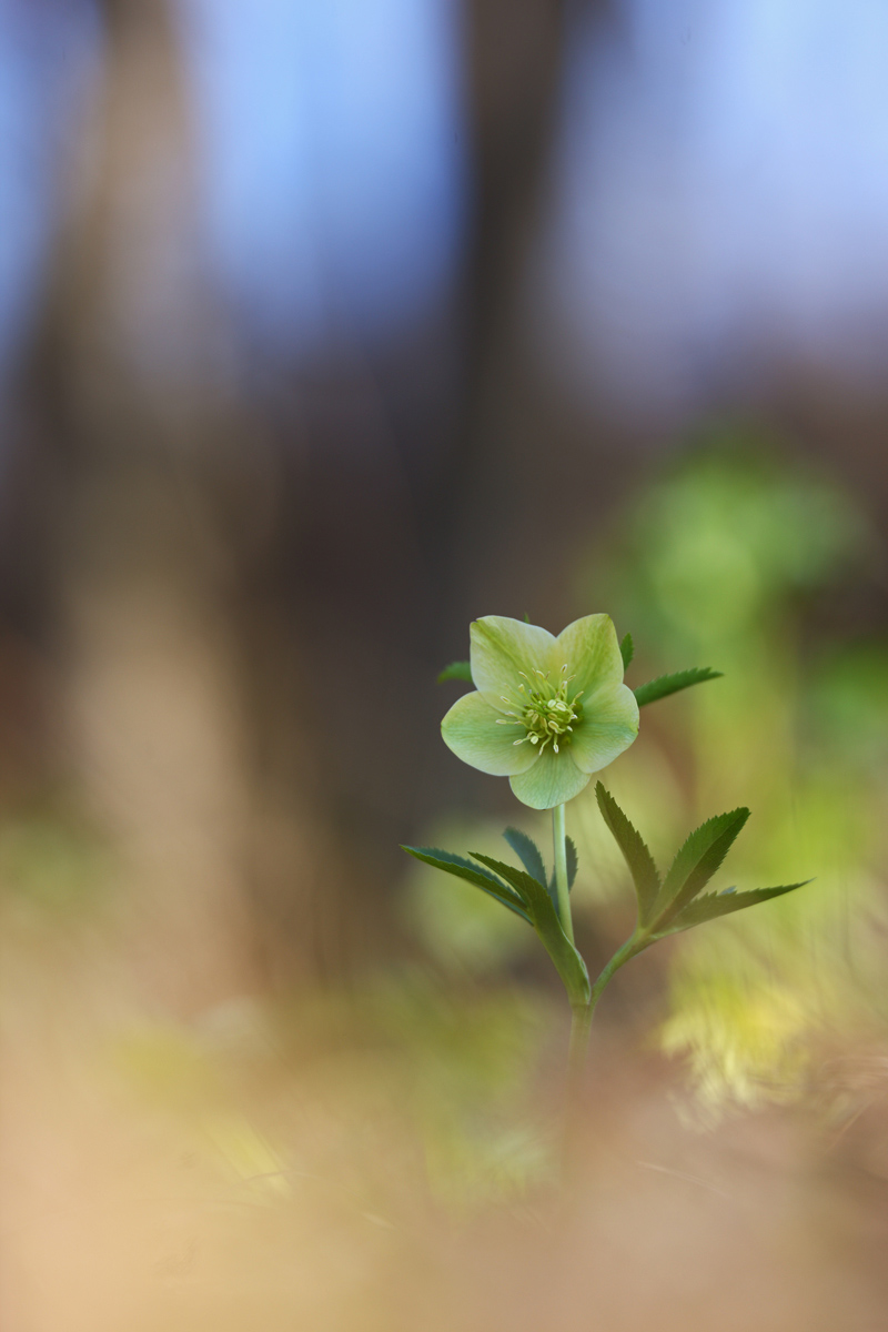 Helleborus viridis