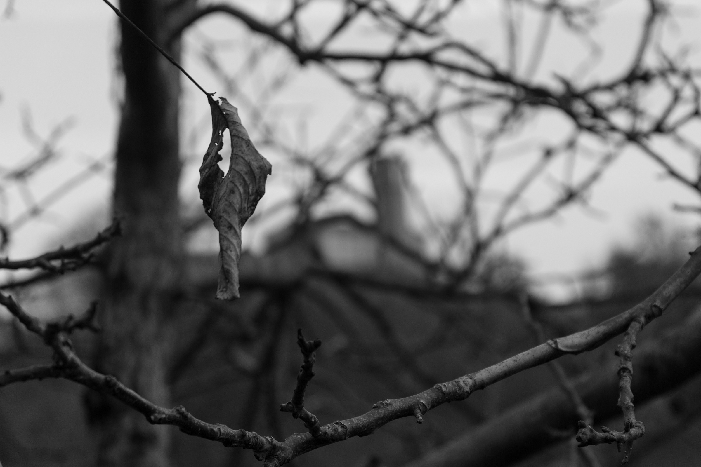 BW leaf and old church
