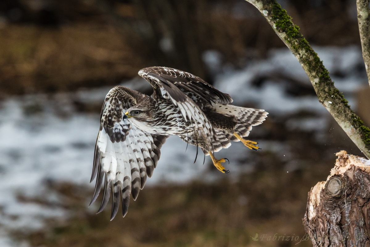 Buzzard in flight ...