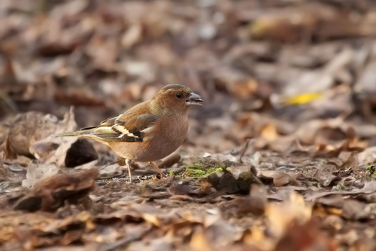 Fringuello / Common chaffinch (Fringilla coelebs)