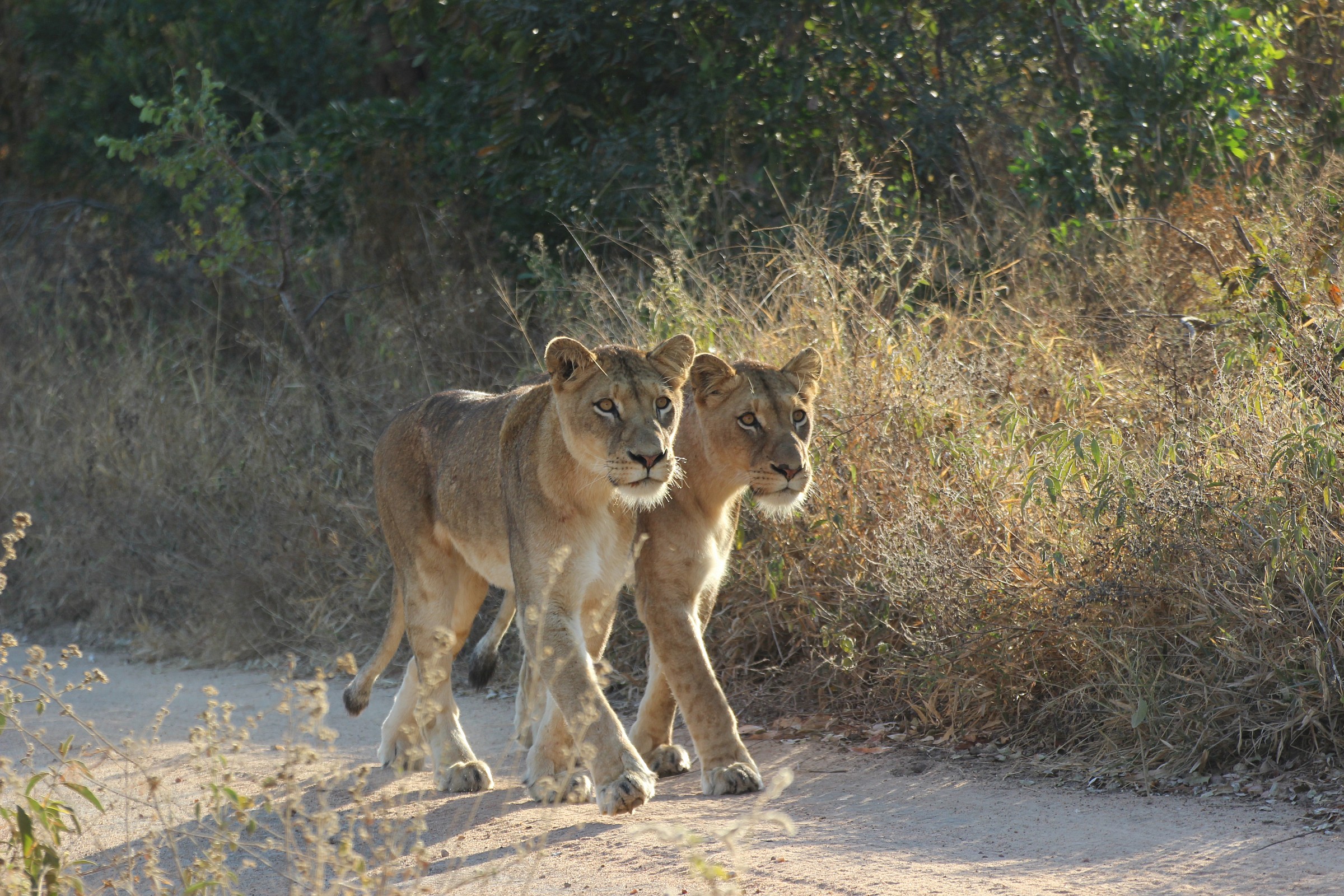 Sisters hunting