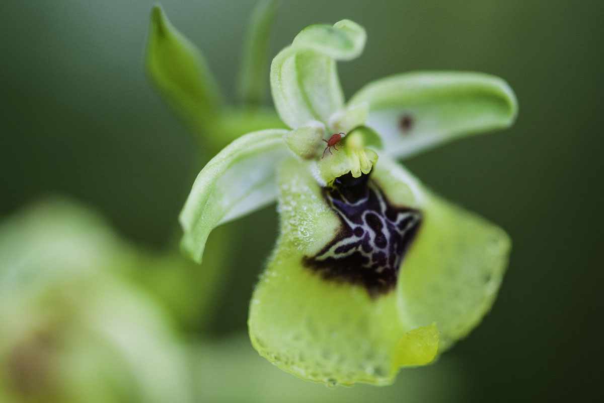 Ophrys lacaitae