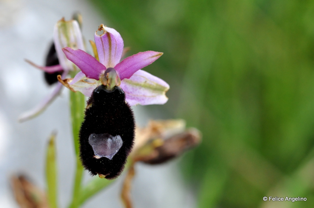The Bertoloni ophrys (Ophrys bertolonii