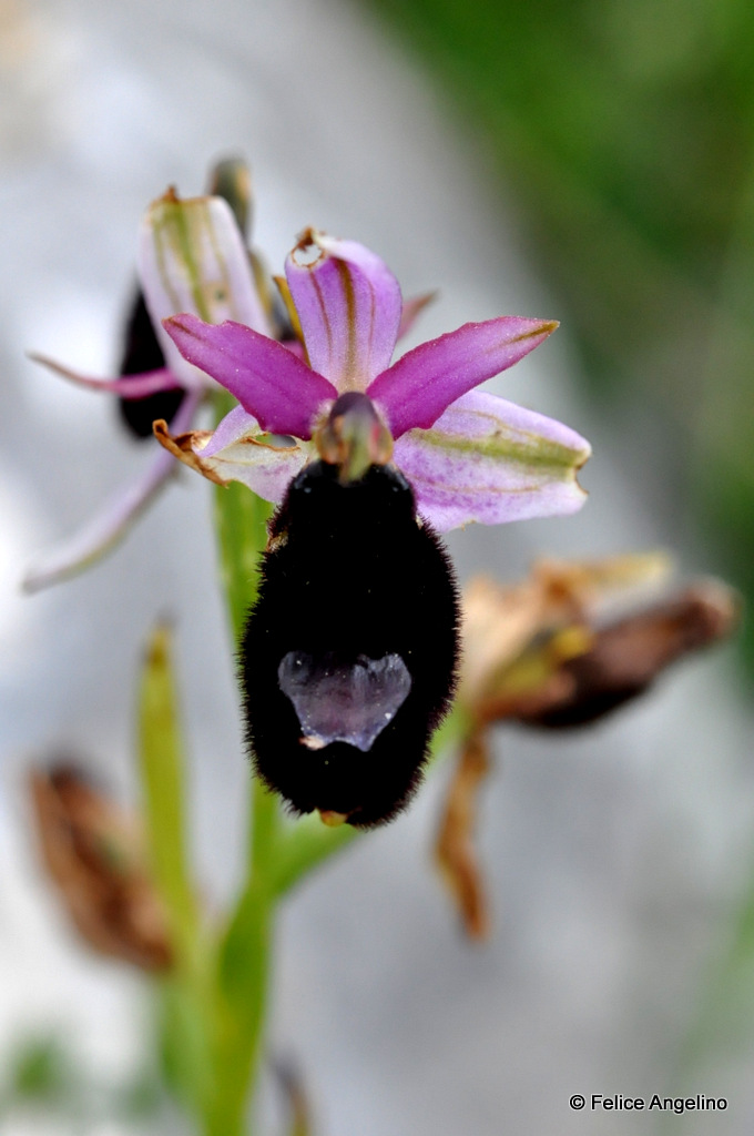 The Bertoloni ophrys (Ophrys bertolonii