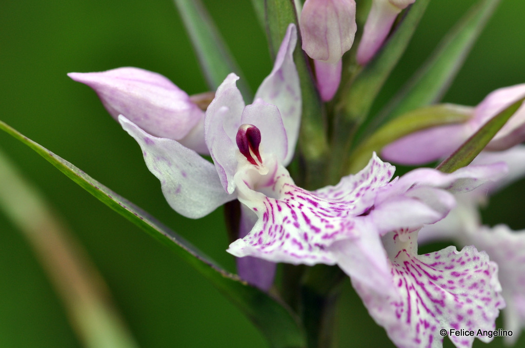 The Concordia - Dactylorhiza maculata